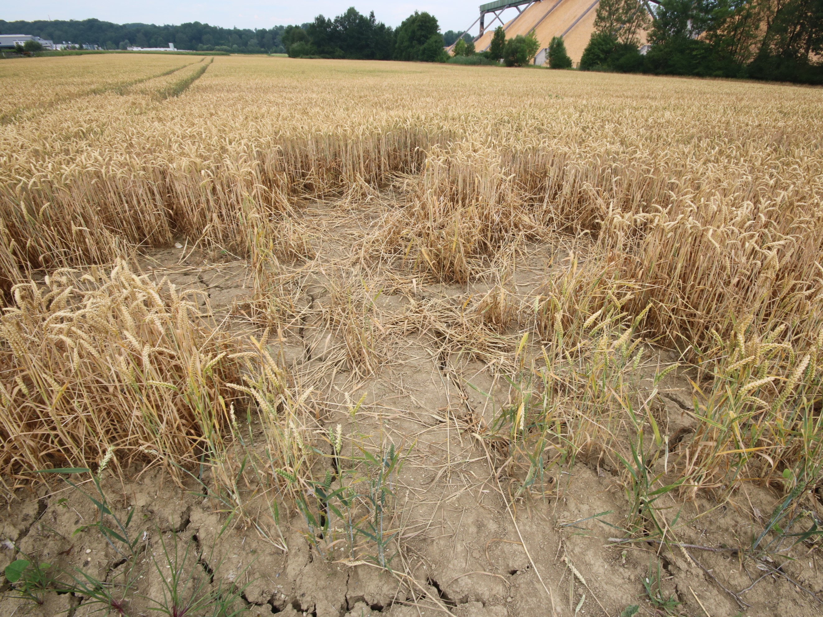 Biberfraß in einem Getreidefeld © B. Komposch