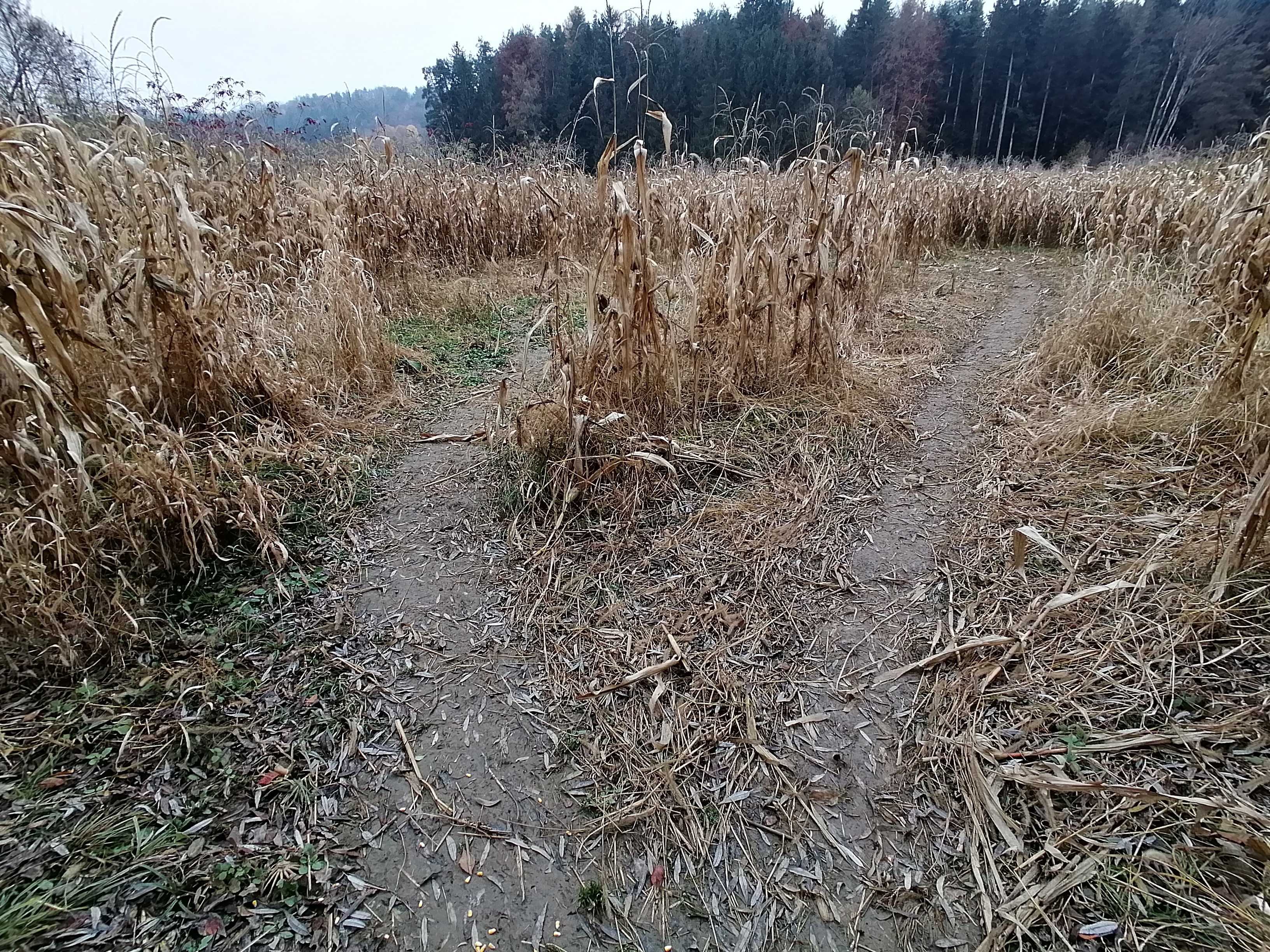 Mais zählt zu den beliebtesten Futterpflanzen des Bibers © B. Komposch