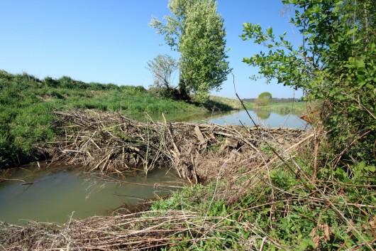 Biberdamm an der Rittschein.