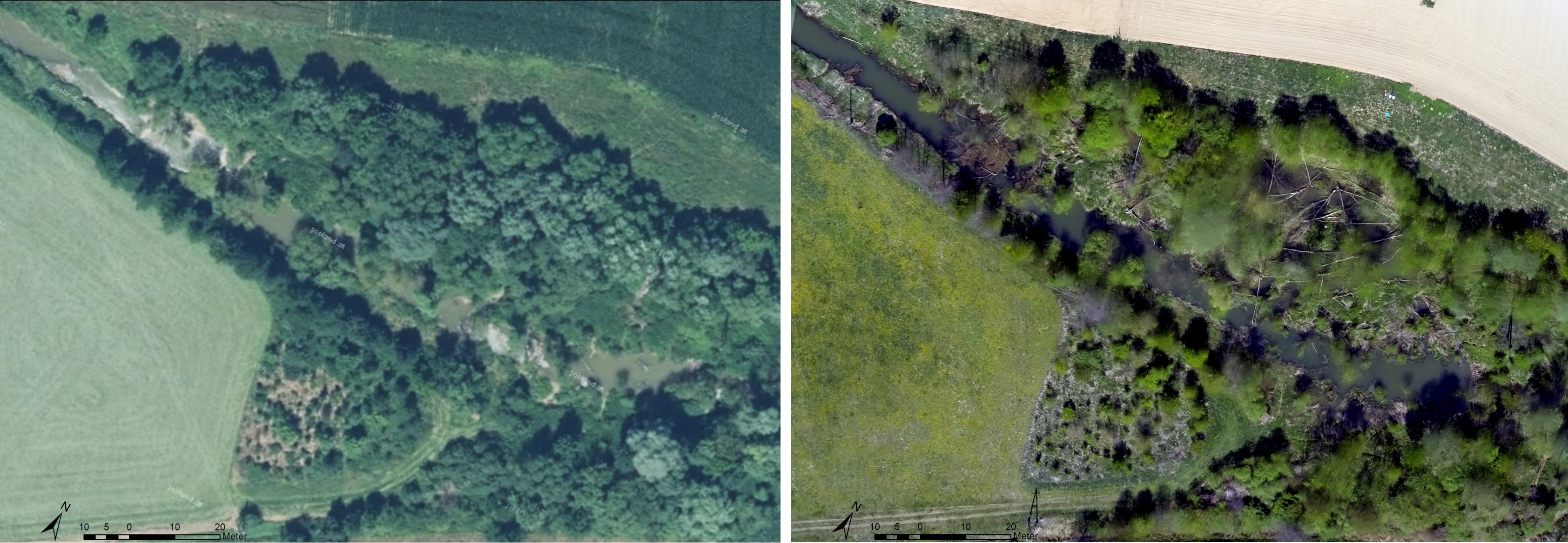 Vom Biber gestaltete Landschaft an der Rittschein. basemap.at (2016) vs. Drohnenbefliegung ÖKOTEAM (März 2017).